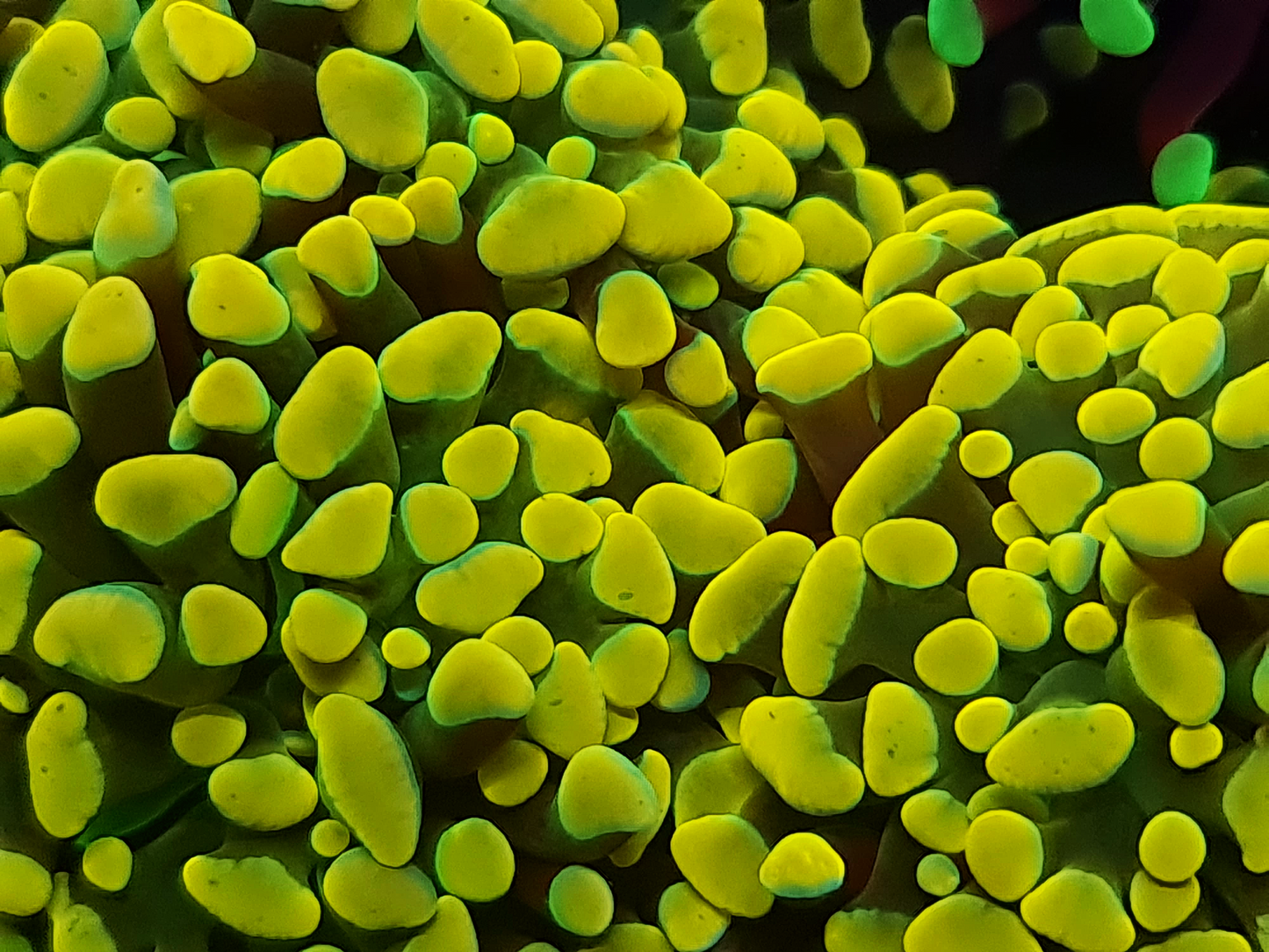 Euphyllia Paraancora - Gold Nugget