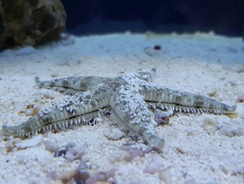 Archaster typicus - Sand Sifting Seastar