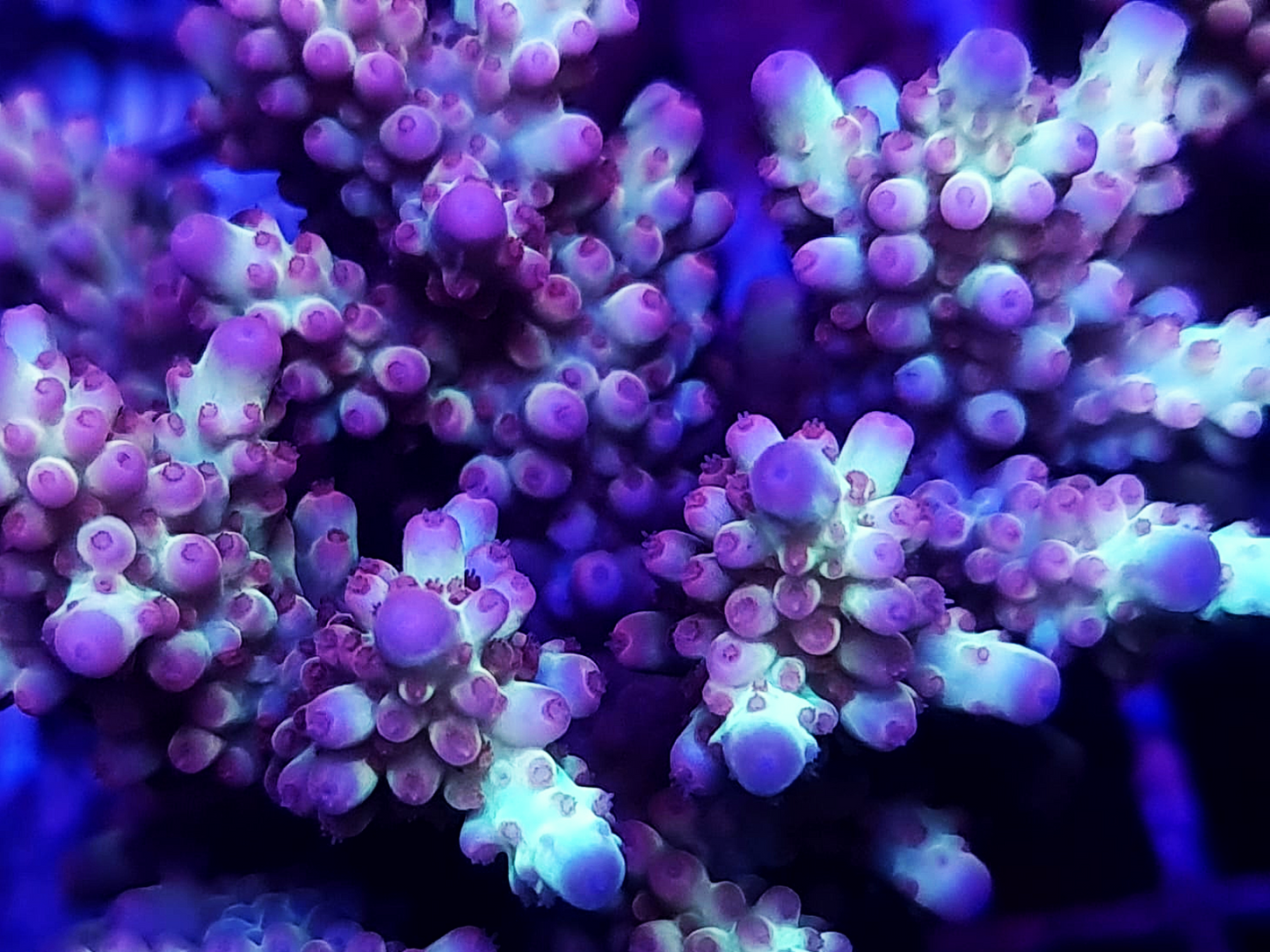 Acropora - Bali Shortcake