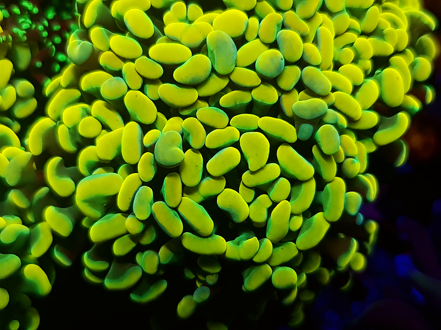 Euphyllia Paraancora - Banana