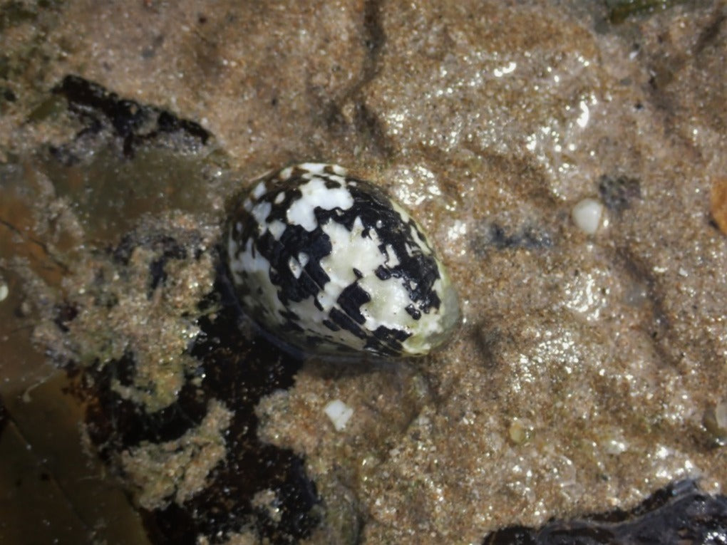 Nerite albicilla - Blotched Nerite
