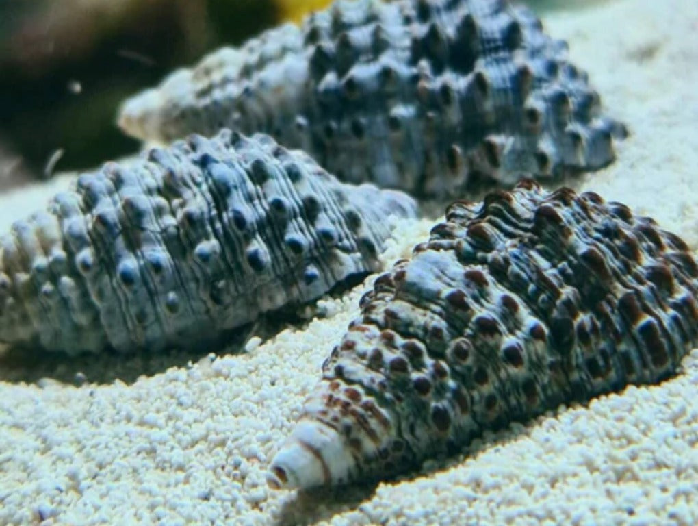 Cerithium sp - Cerith sp