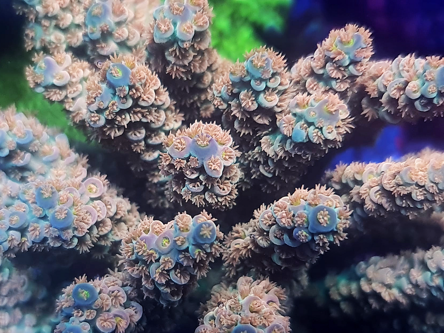 Acropora - Cherry Bomb
