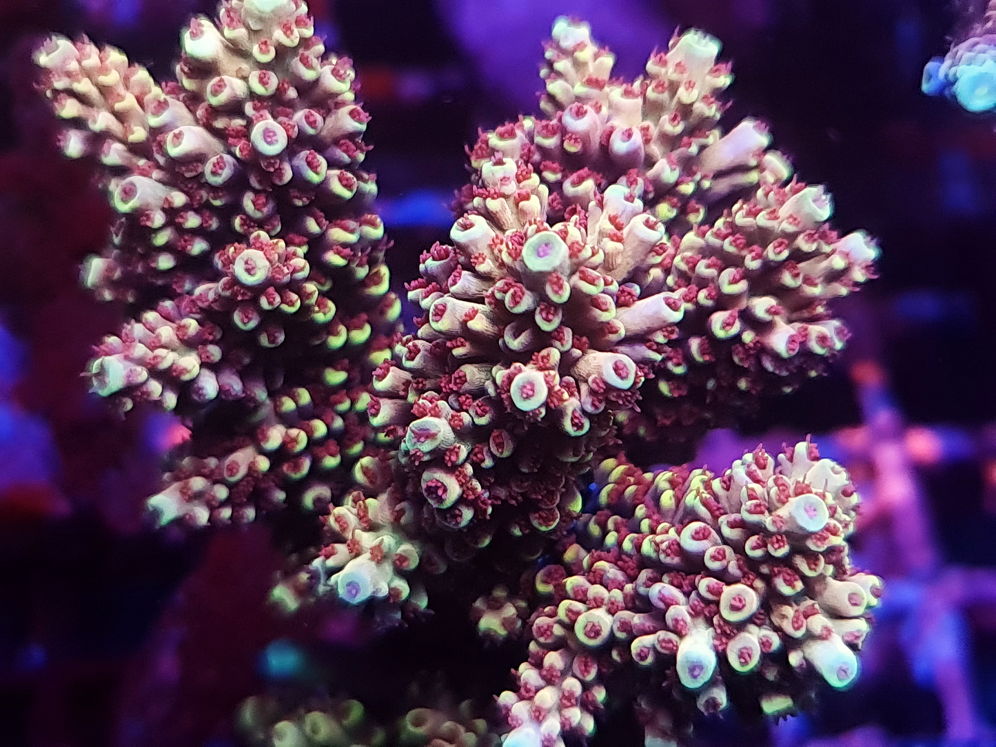 Acropora - RL Cherry Chapstick