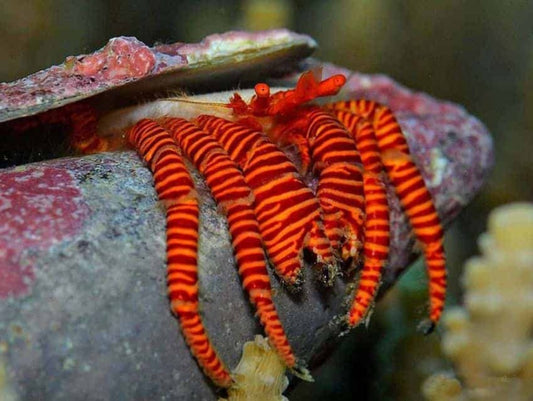 Ciliopagurus striatus - Haloween Hermit Crab