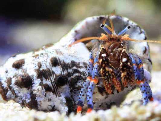 Clibanarius tricolor - Blue-legged Hermit Crab