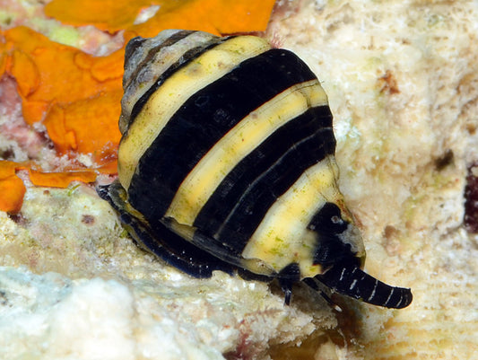 Engina mendicaria - Bumble Bee Snail