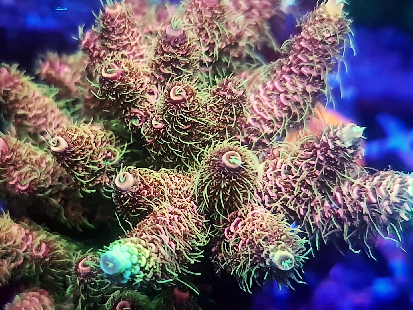 Acropora Millepora - Forest Fire