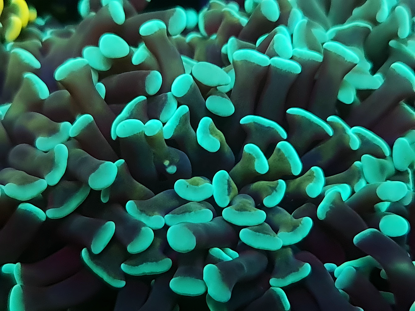 Euphyllia Paraancora - Green Gold Stem