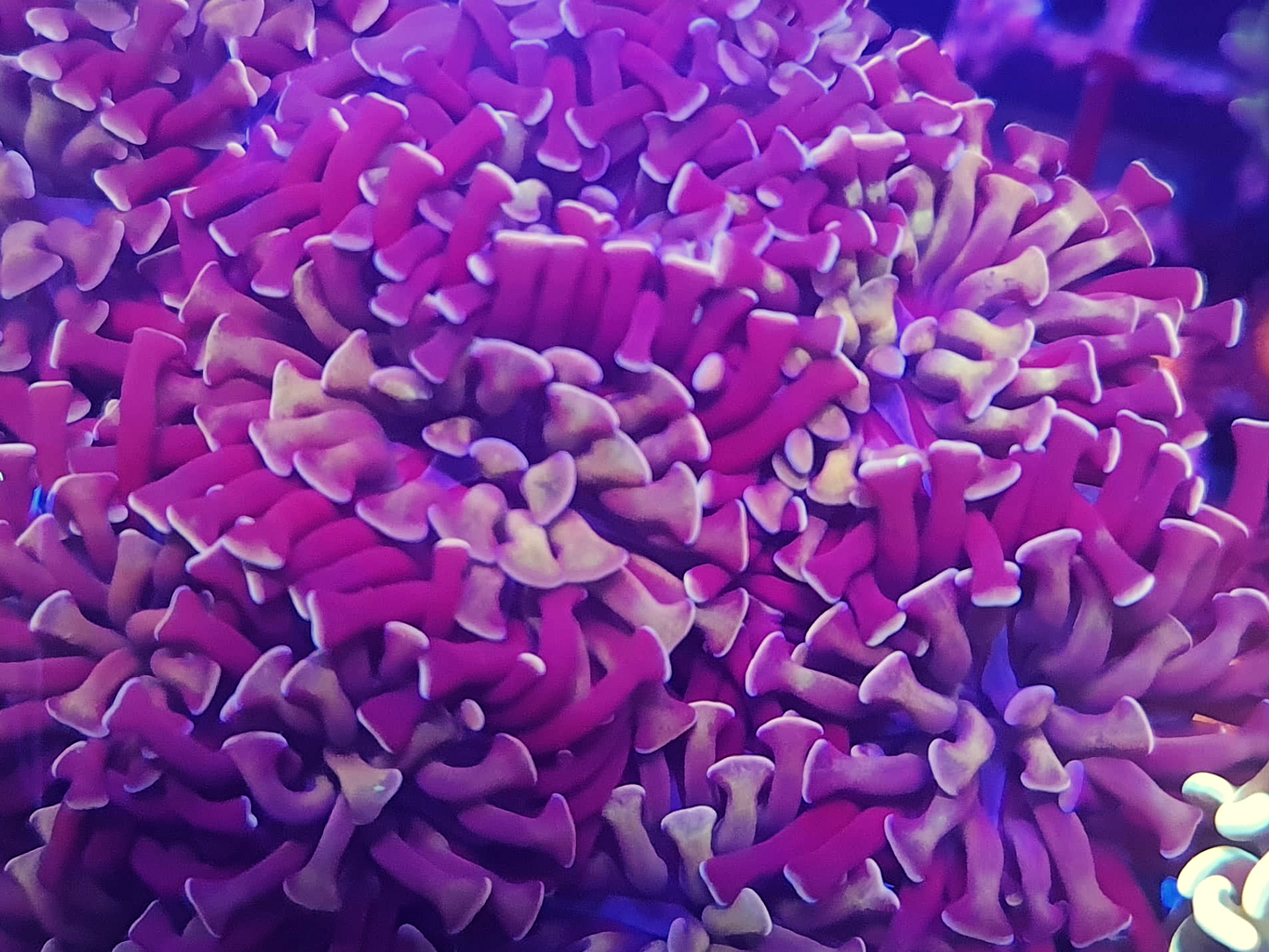 Euphyllia Paraancora - Purple Gold Stem