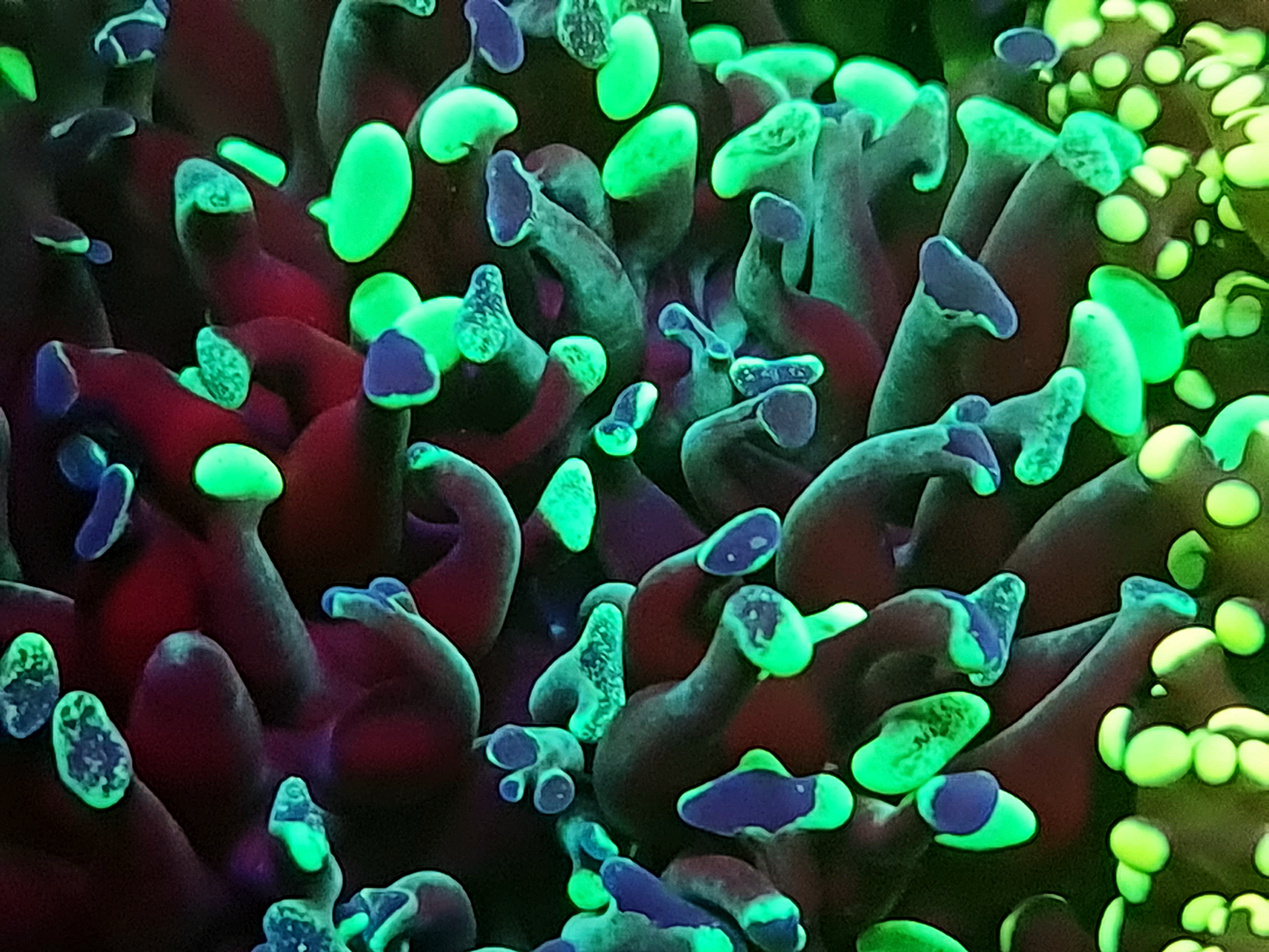 Euphyllia Paraancora - Grafted