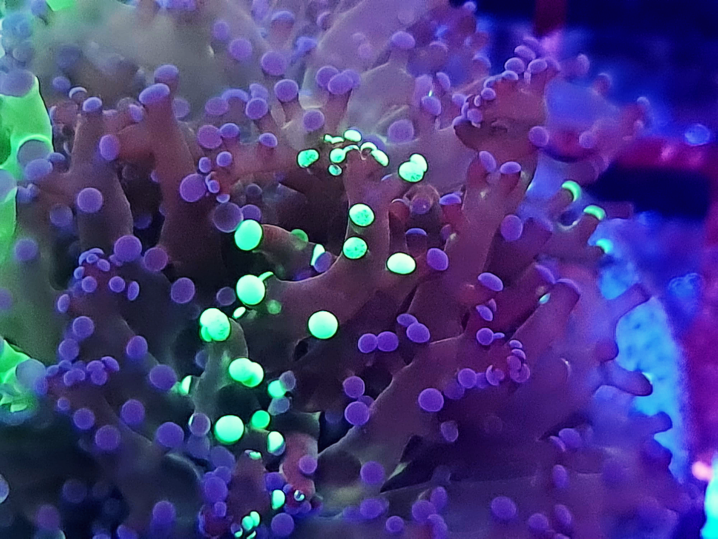 Euphyllia Paradivisa - Grafted