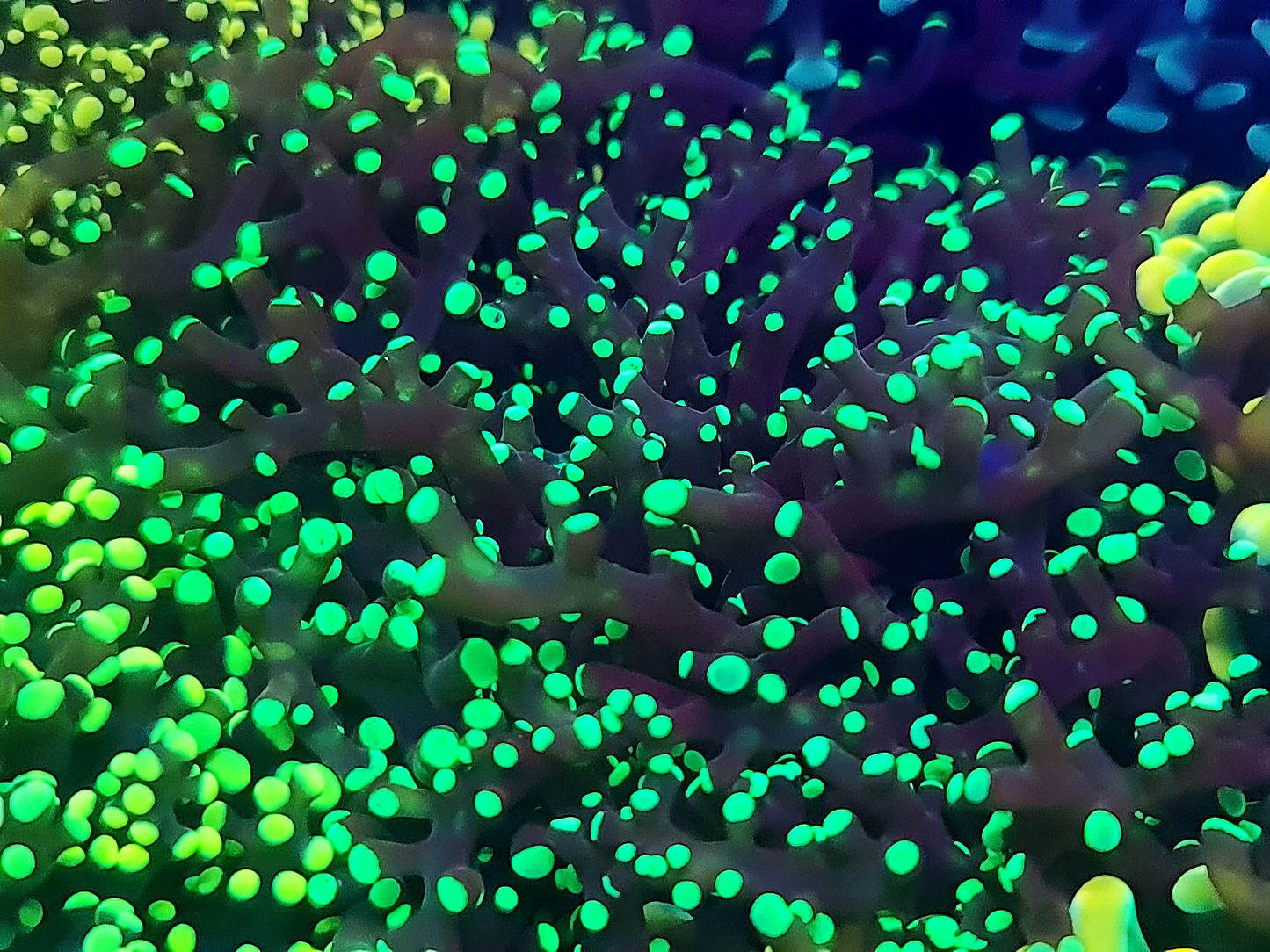 Euphyllia Paradivisa - Ultra Green tip