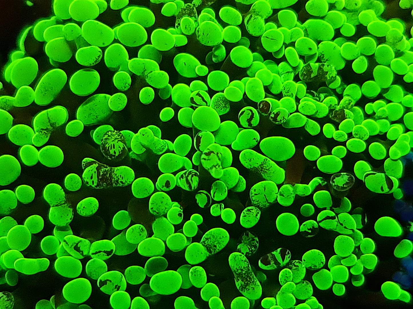 Euphyllia Paraancora - Ultra Green splatter