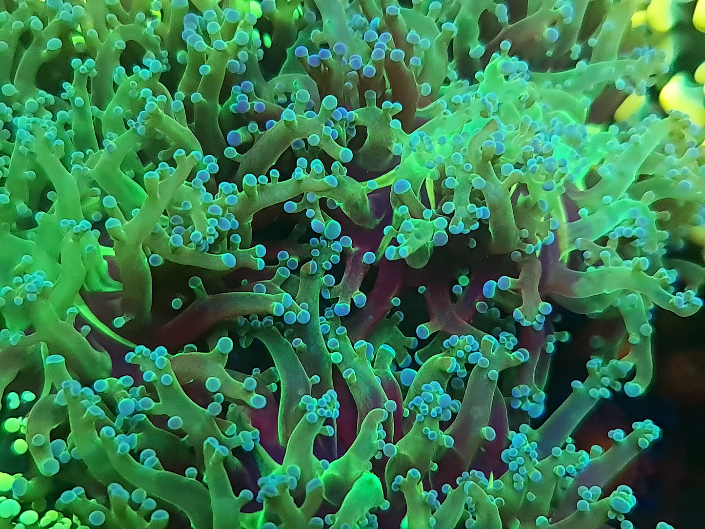Euphyllia Paradivisa - Green