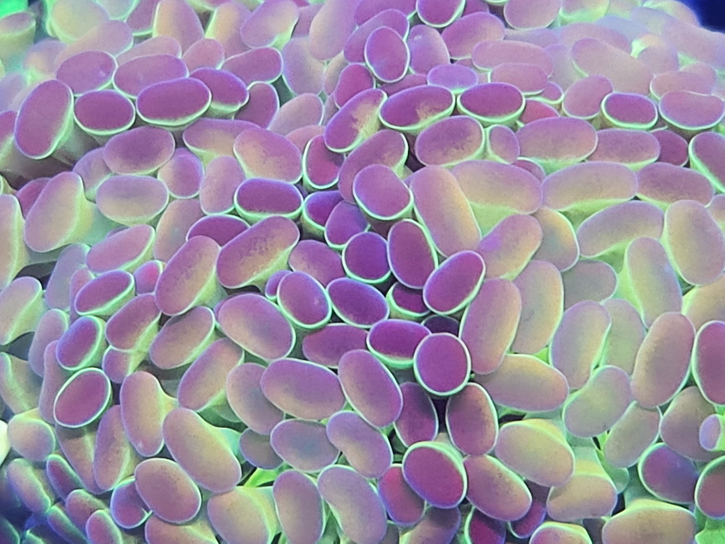 Euphyllia Paraancora - Hologram