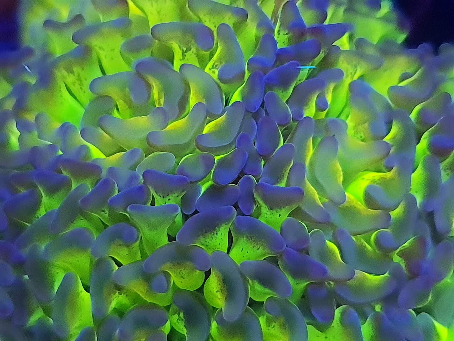 Euphyllia Paraancora - Holy Grail