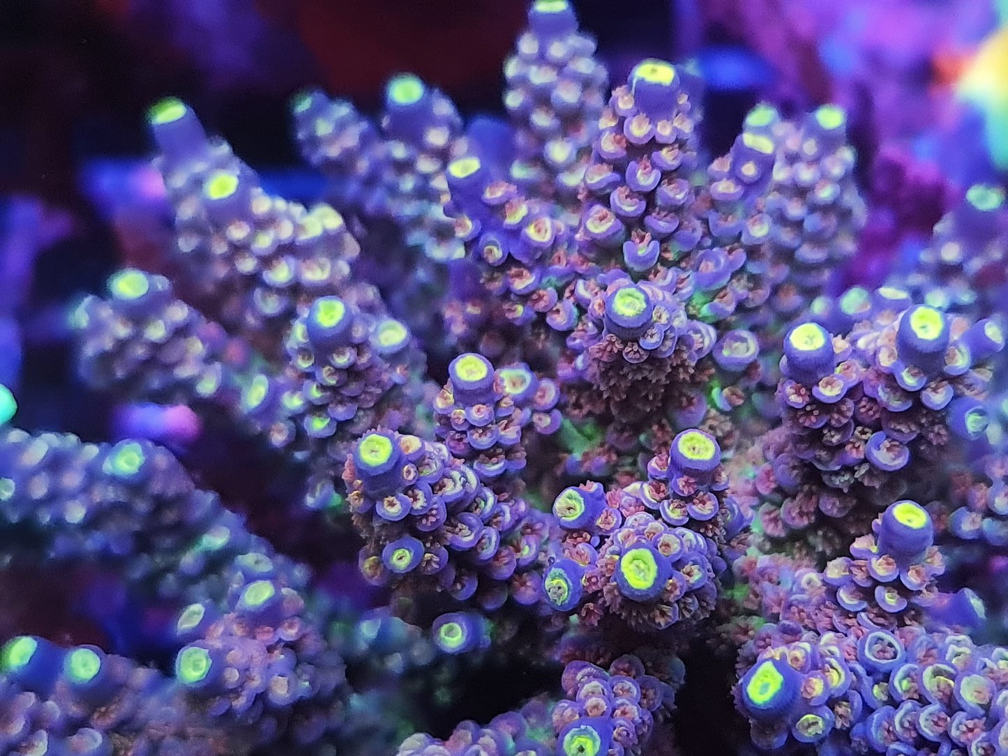 Acropora - RL Homemaker