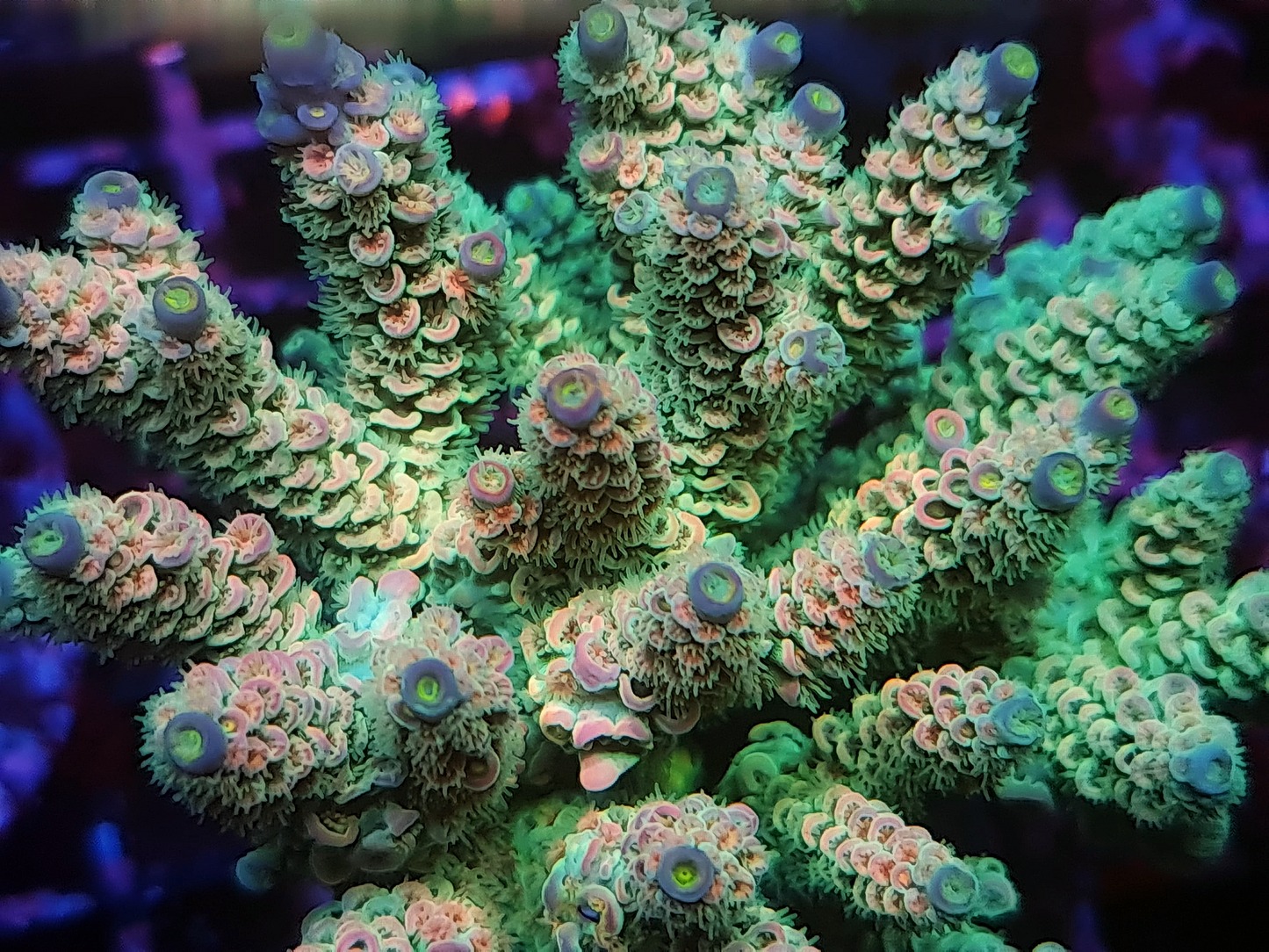 Acropora - RL Homewrecker