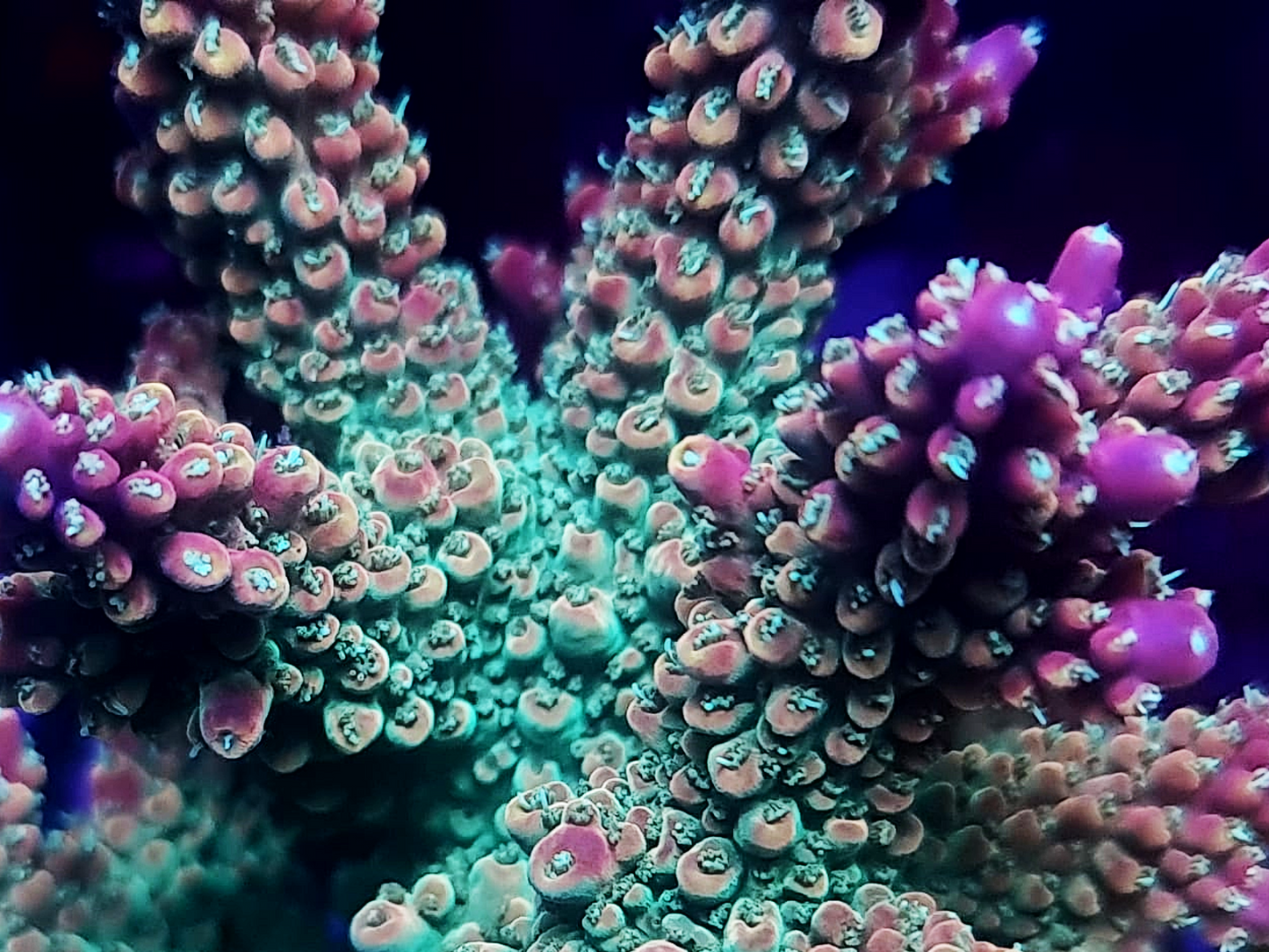 Acropora - Joes Mango Farm