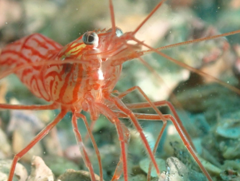 Lysmata wurdemanni - Peppermint Shrimp