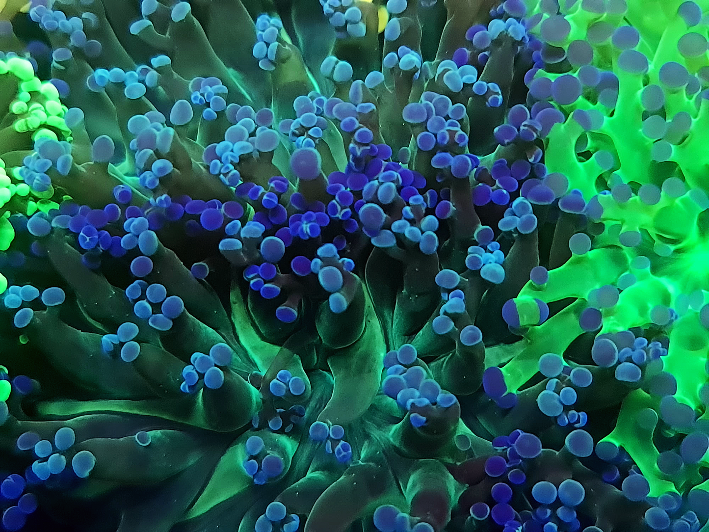 Euphyllia Paradivisa - Two tone