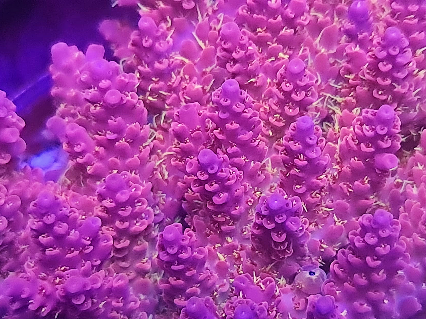 Acropora Microclados - Convetti
