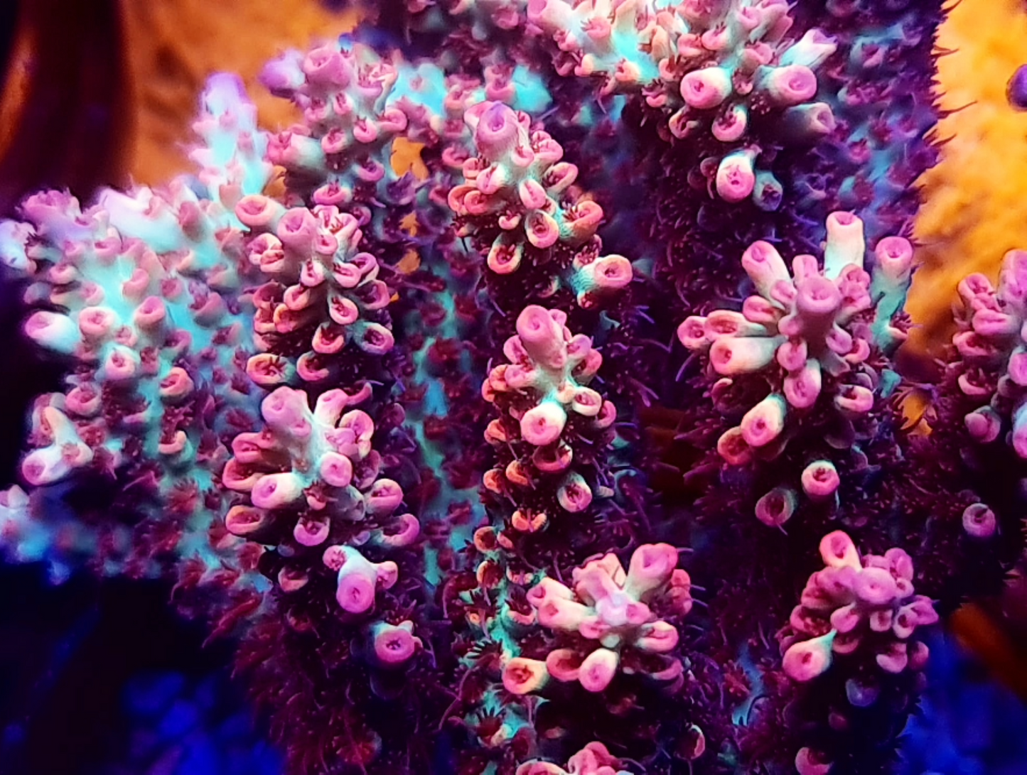 Acropora Microclados - Strawberry Shortcake