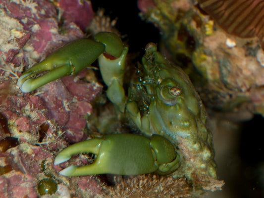 Mithraculus sculptus - Emerald Crab