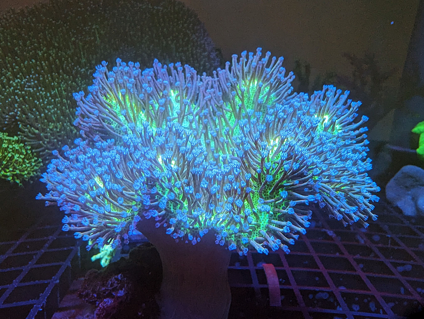 Sarcophyton galaucum - Green Body
