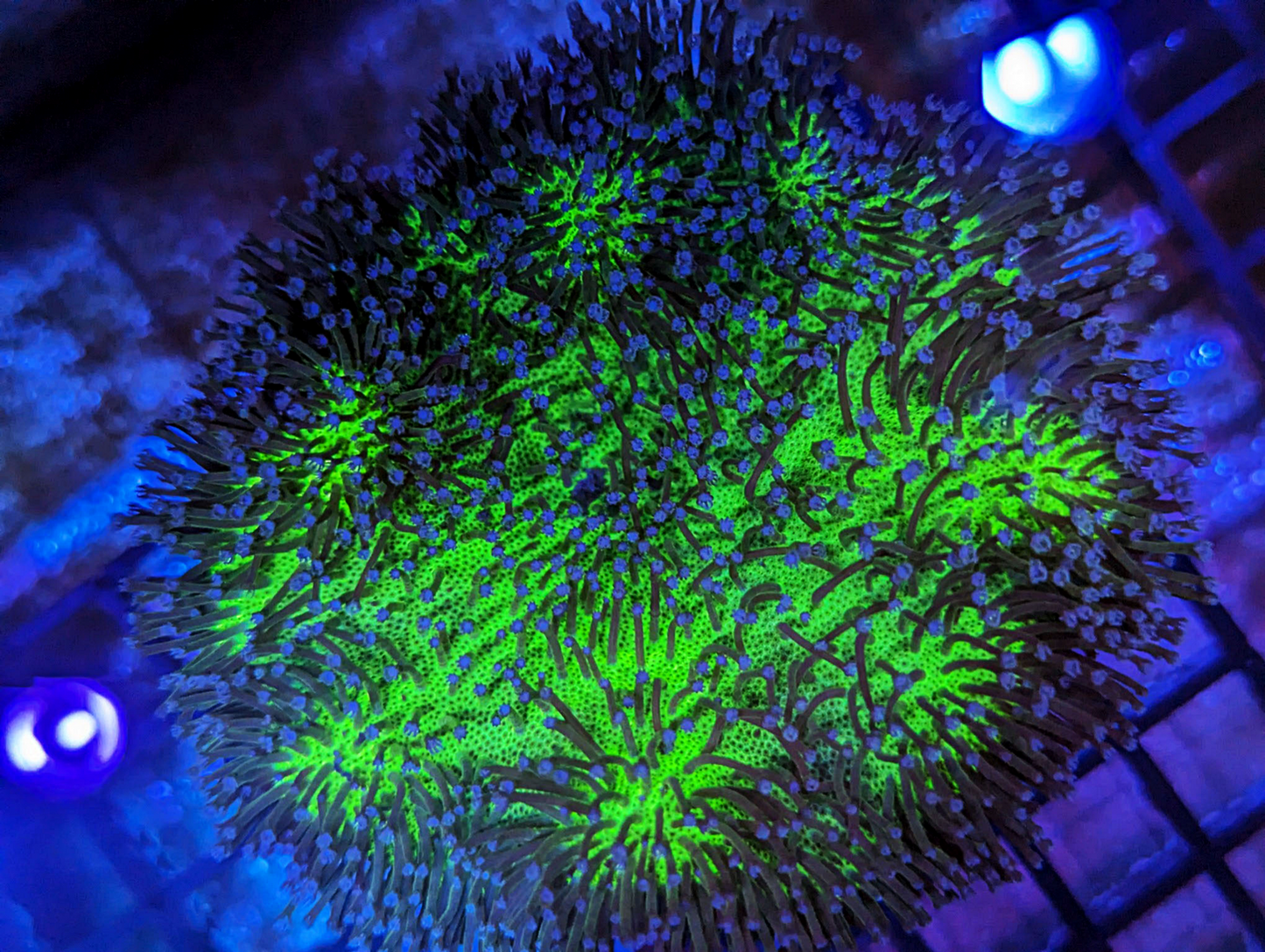 Sarcophyton galaucum - Green Body