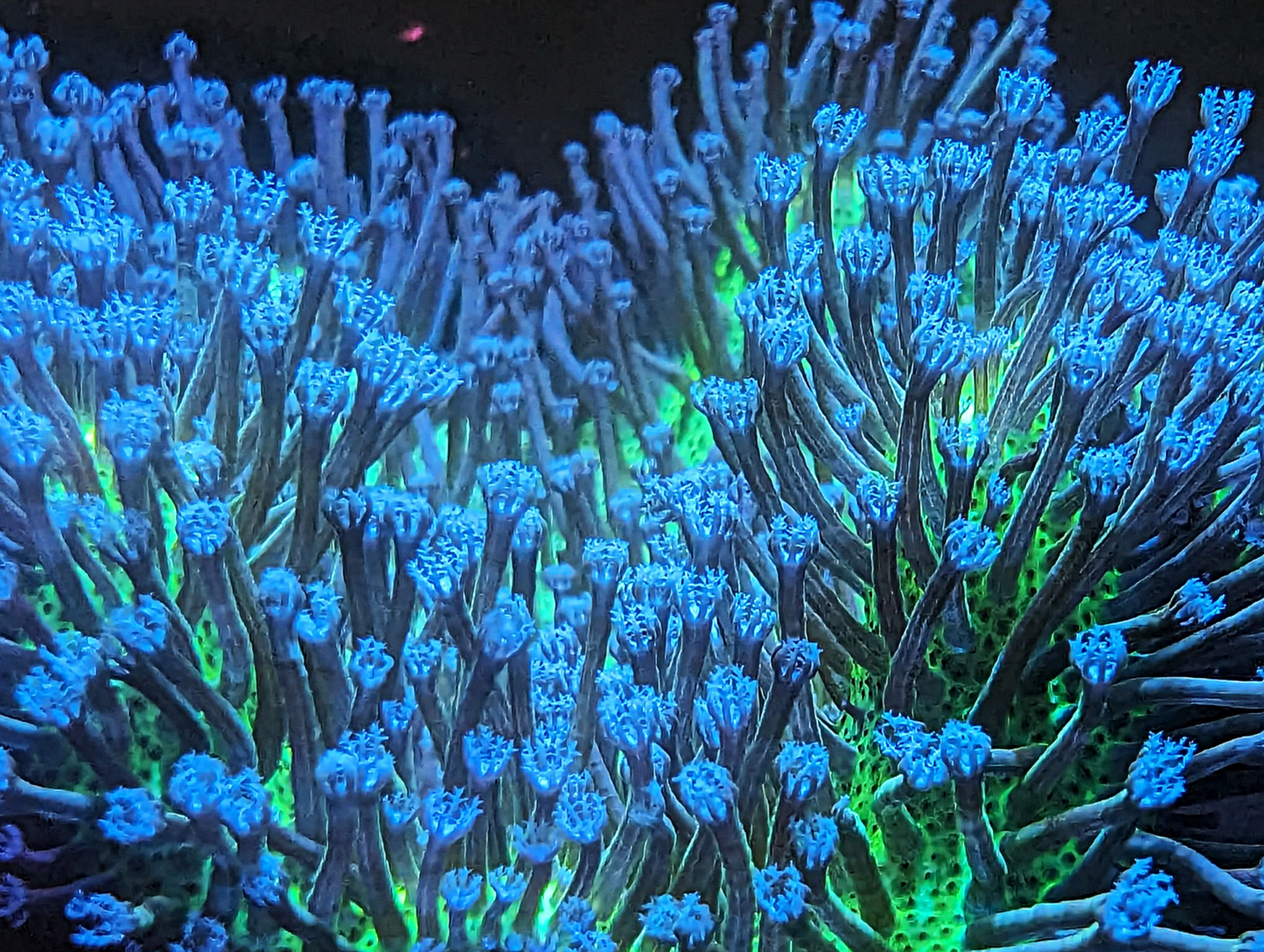 Sarcophyton galaucum - Green Body