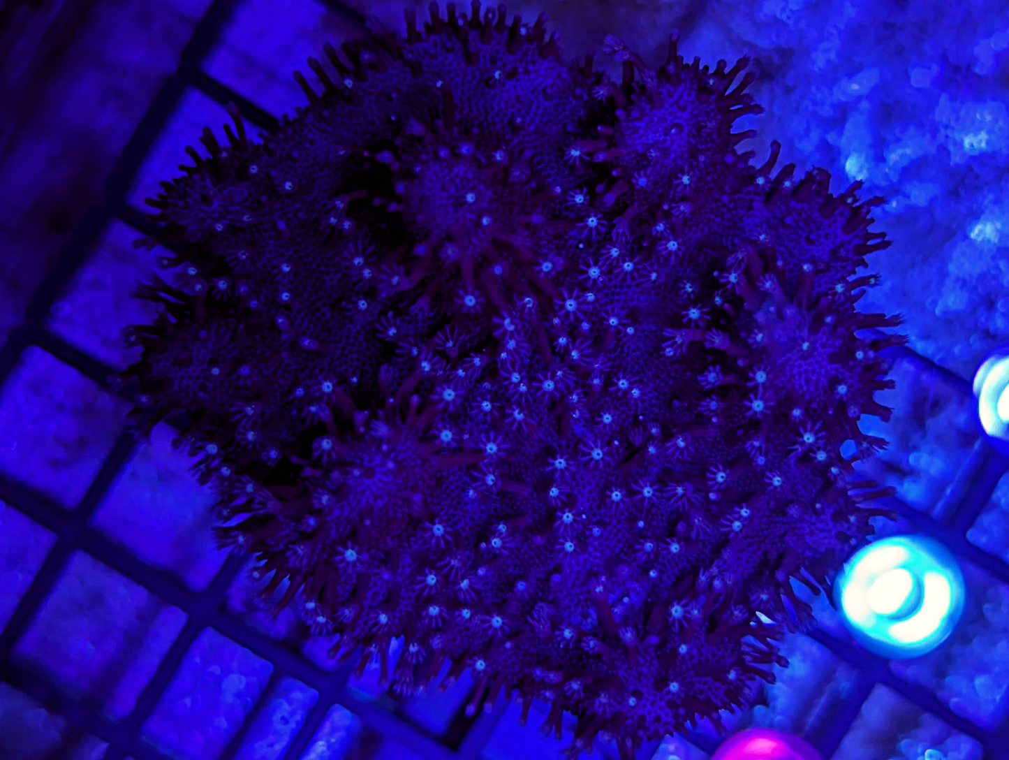 Lobophytum sp - White mouth