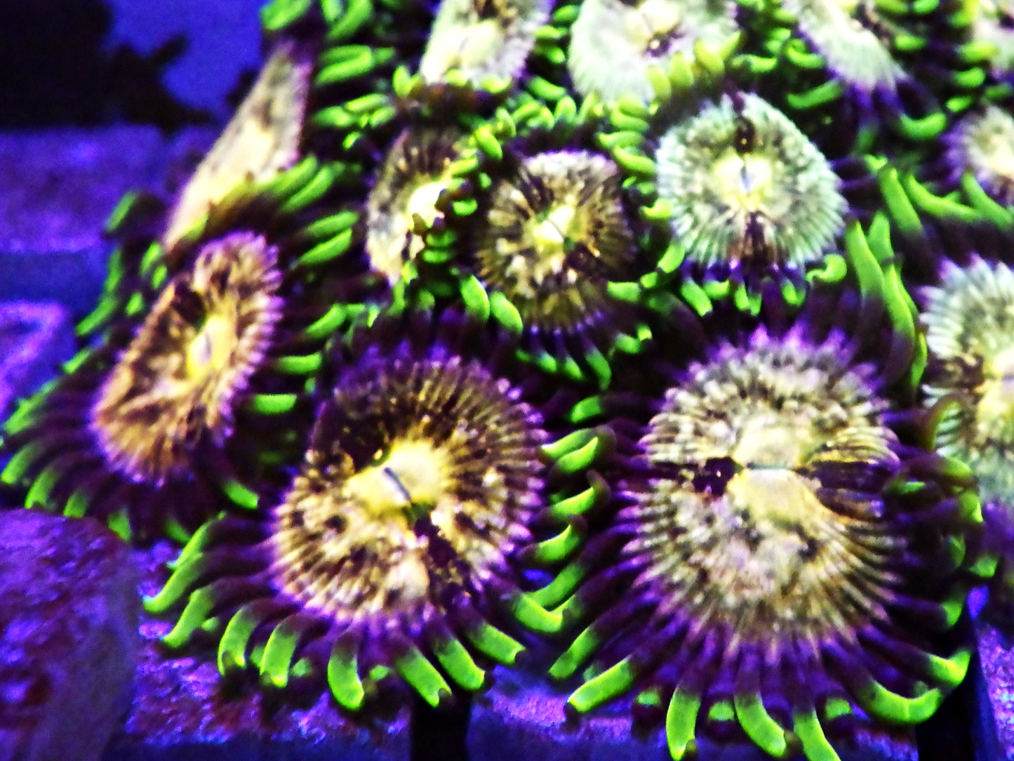 Zoanthus sp - Nirvana