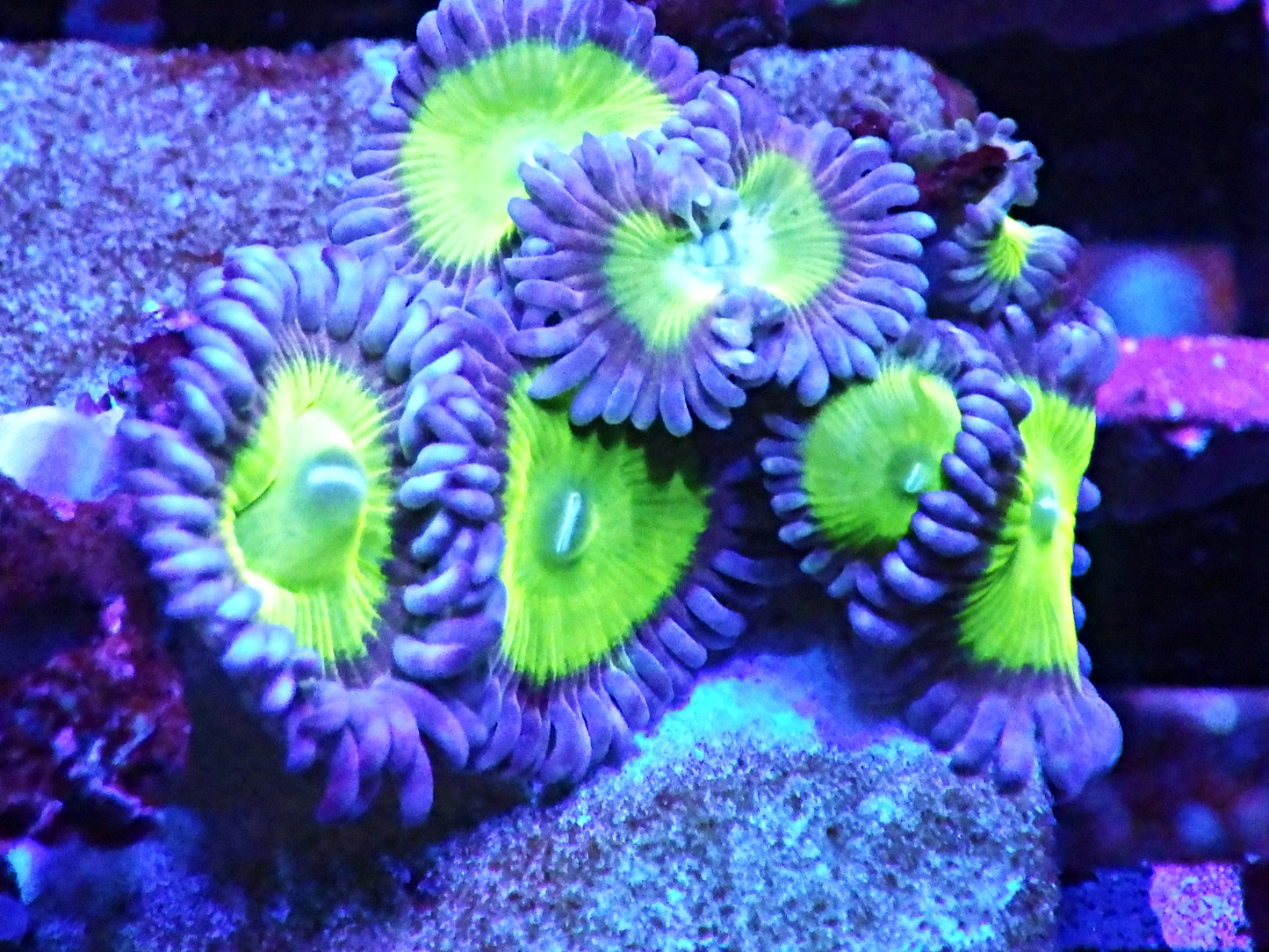 Zoanthus sp - Candy Apple Pink