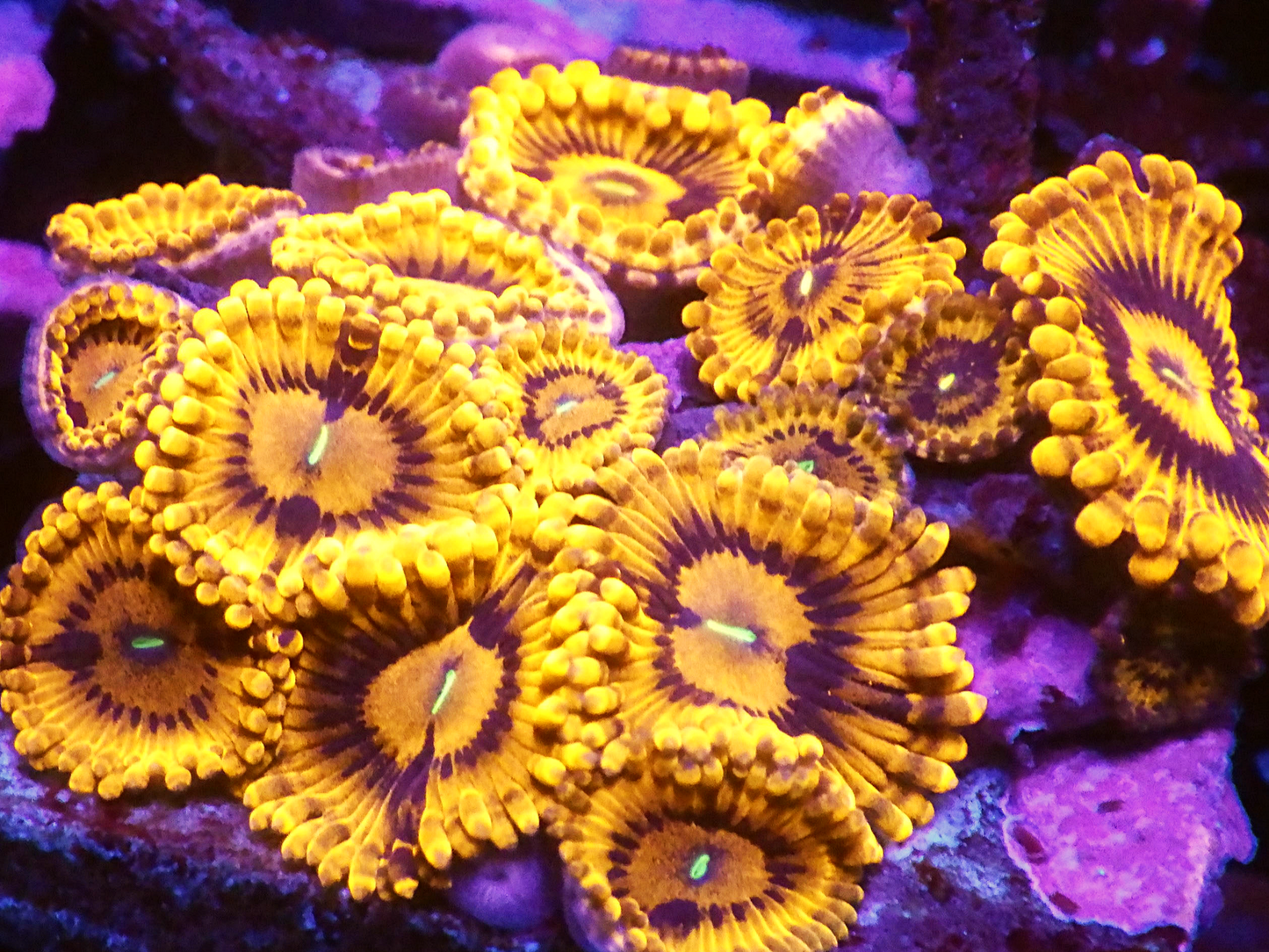 Zoanthus sp - VDM (Valentine Day Massacre)