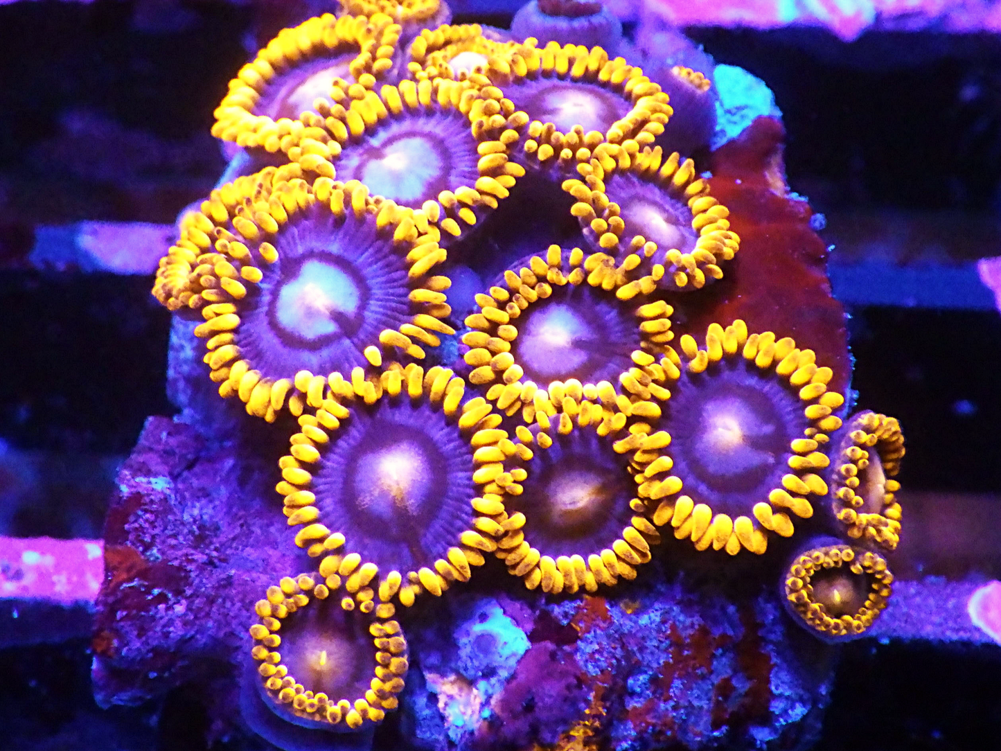 Zoanthus sp - Fire & Ice