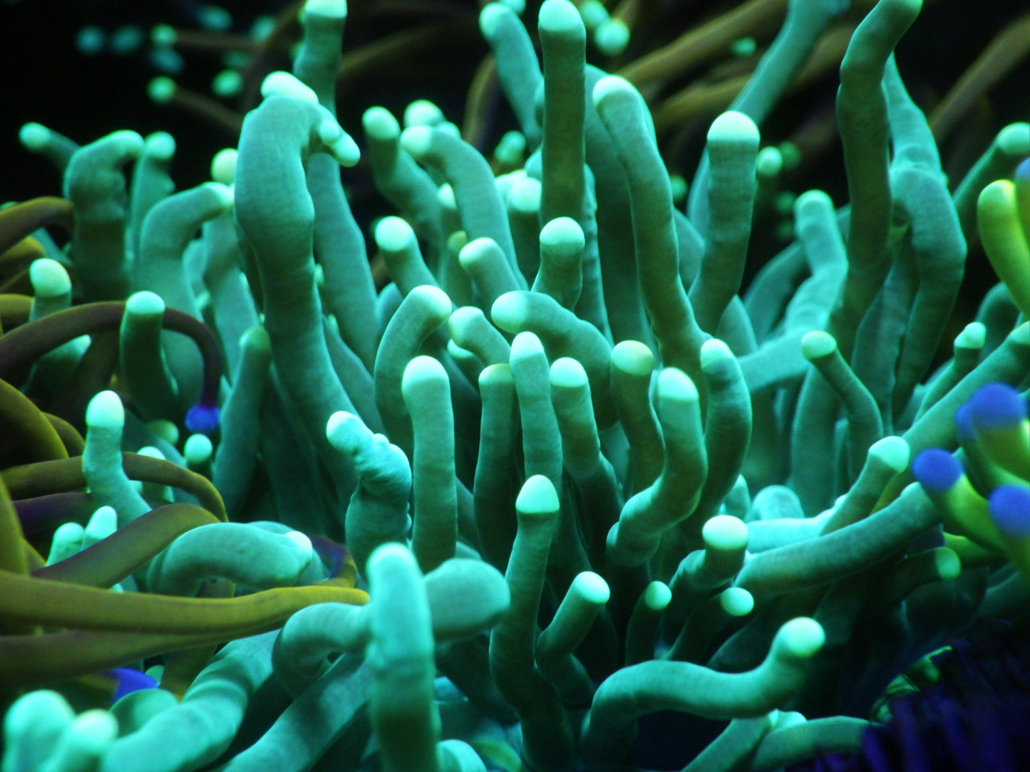 Euphyllia Glabrescens - Ultra Green