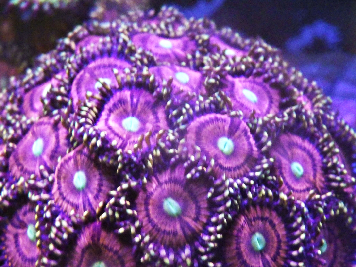 Zoanthus sp - Pink Demon