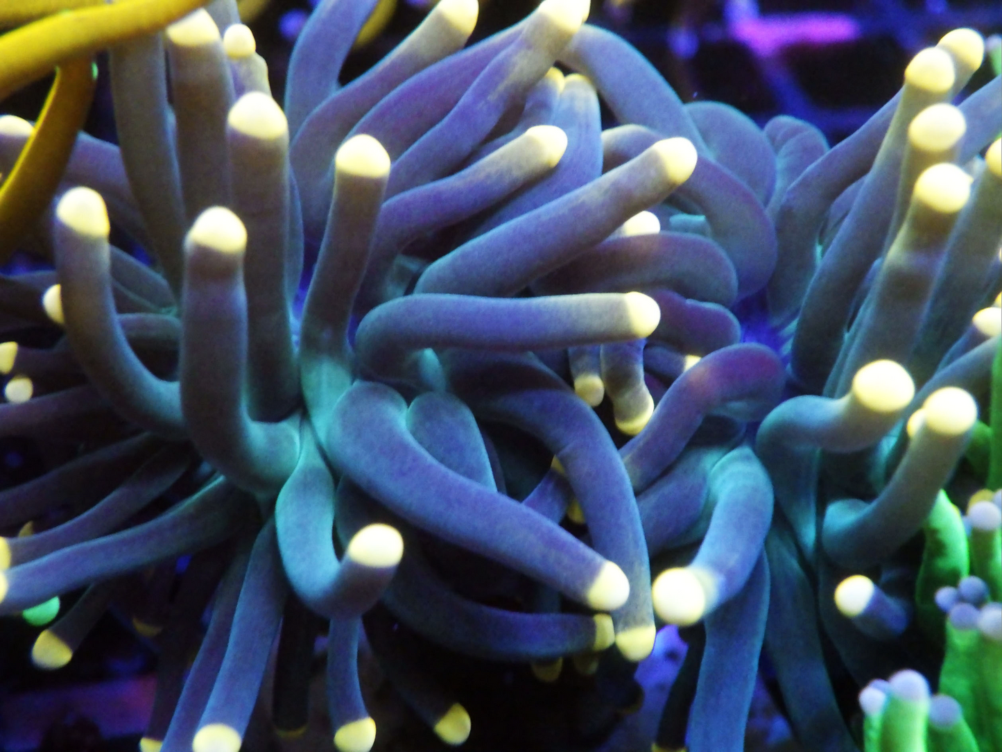 Euphyllia Glabrescens - Aquaman