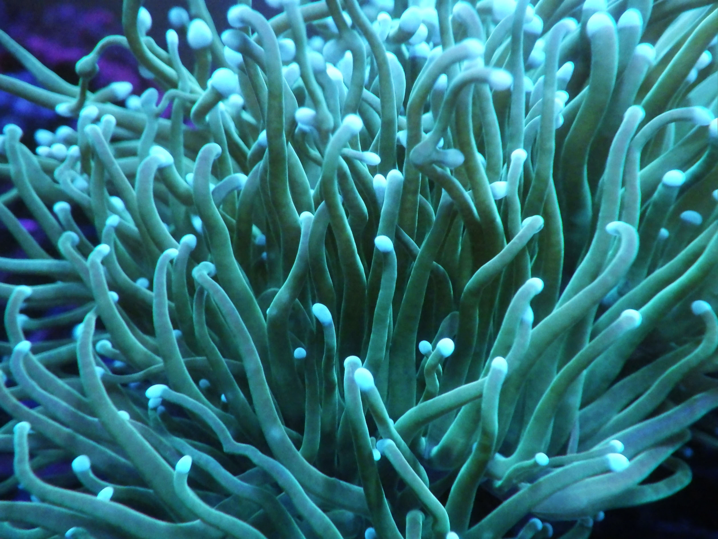 Euphyllia Glabrescens - Green