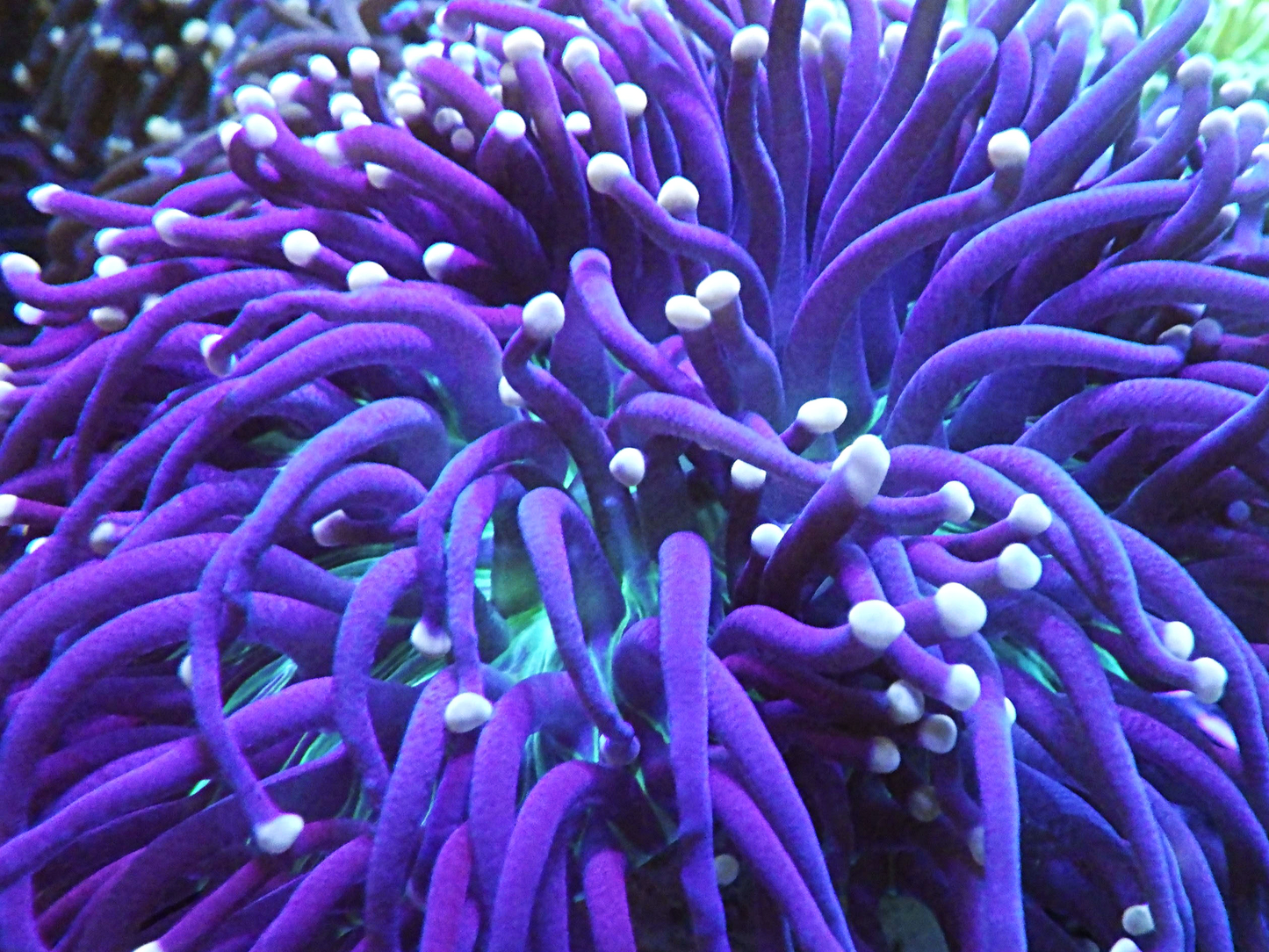 Euphyllia Glabrescens - Joker