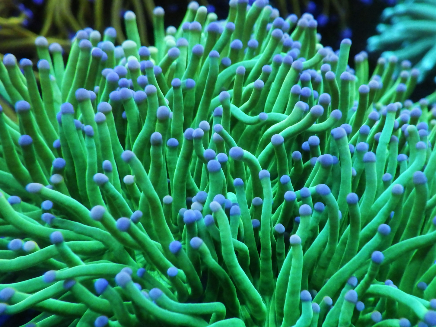 Euphyllia Glabrescens - Blueberry