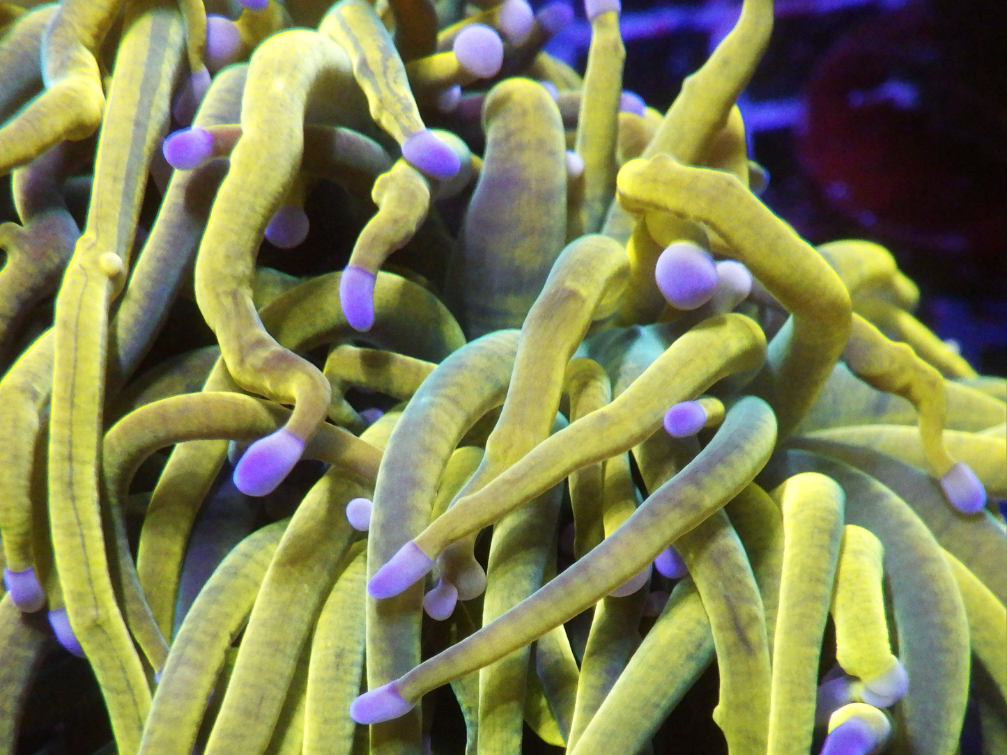 Euphyllia Glabrescens - Rapunzel