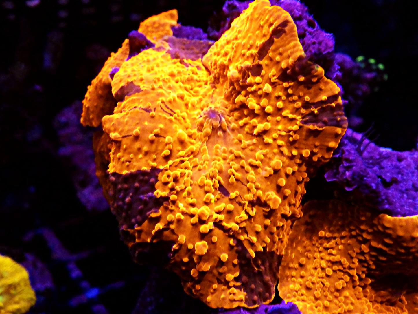 Discosoma sp - Deadpool