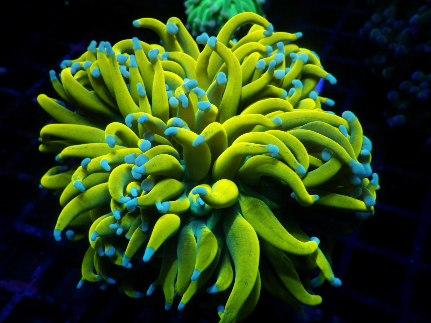 Euphyllia Cristata - Orange Banana