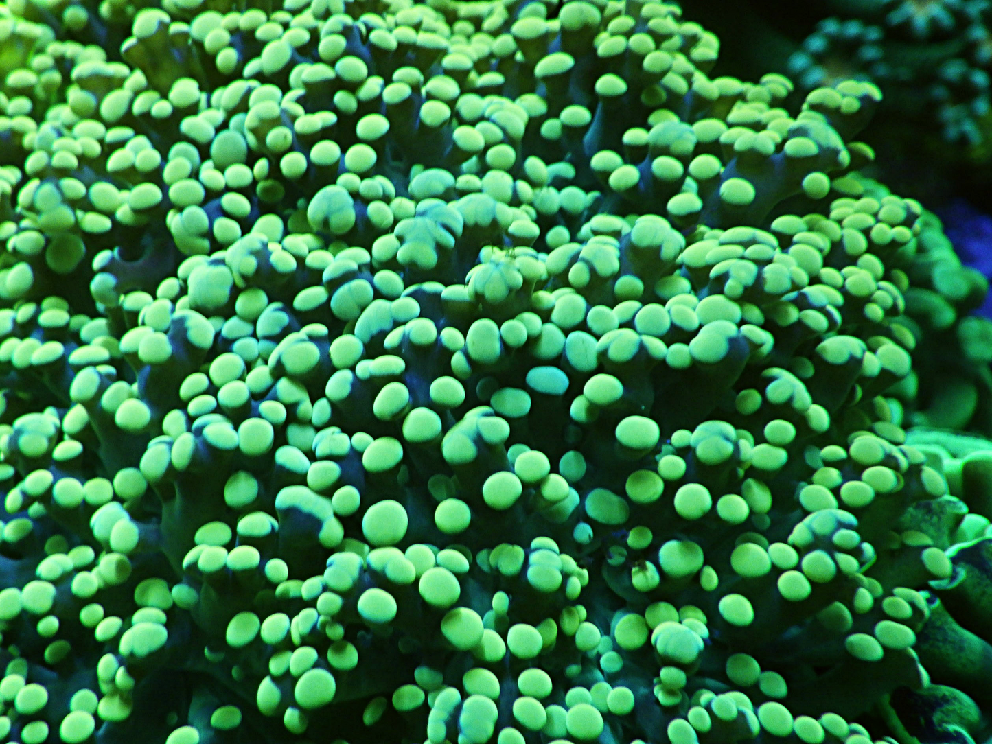 Euphyllia yaeyamaensis - Green