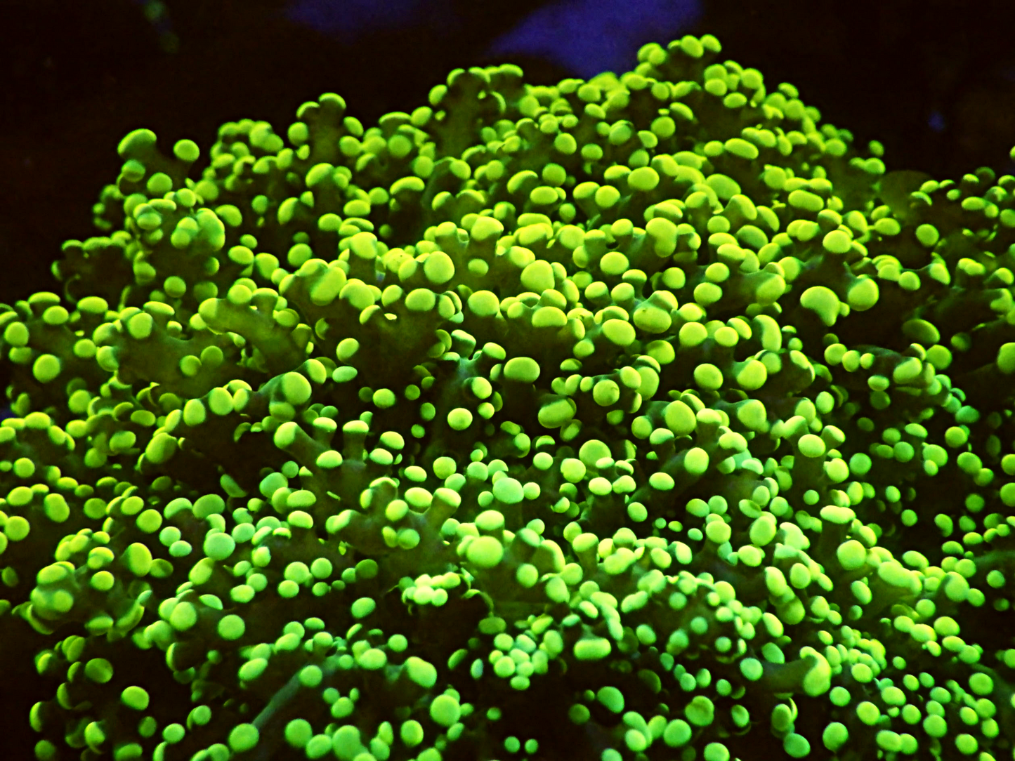 Euphyllia Yaeyamaensis - Ultra Green