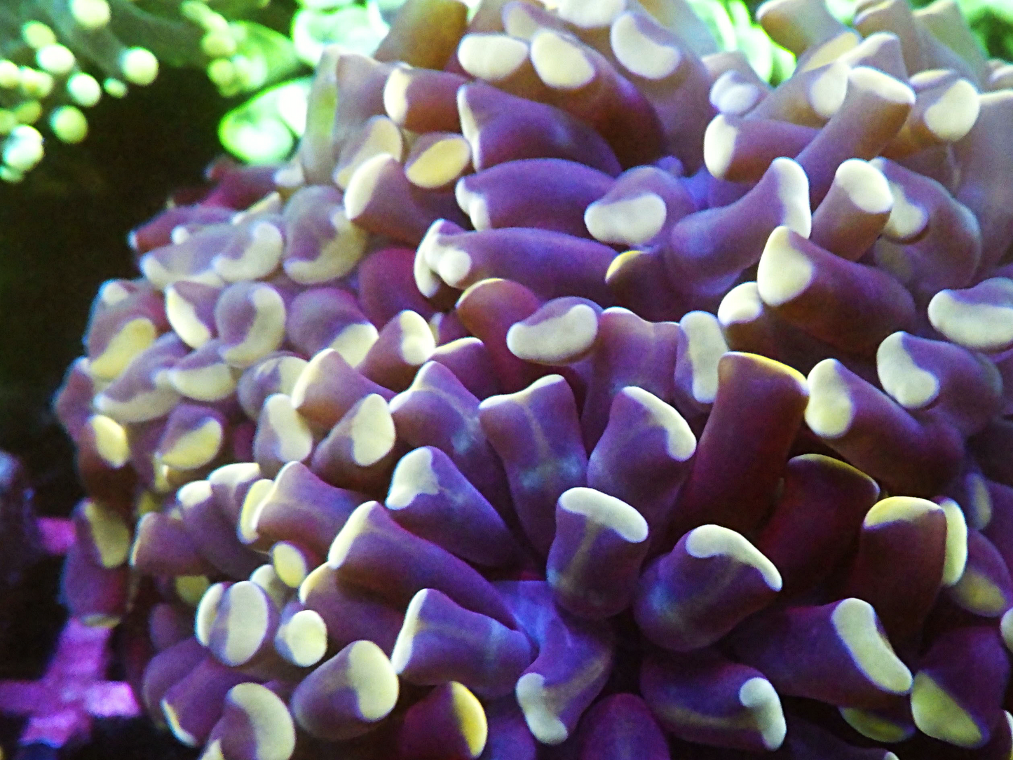 Euphyllia Paraancora - Purple Gold Tips