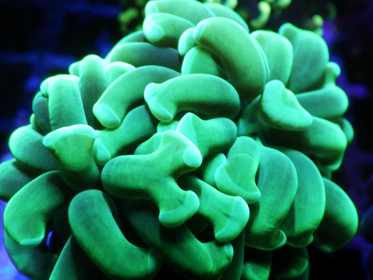 Euphyllia Paraancora - Ultra Green